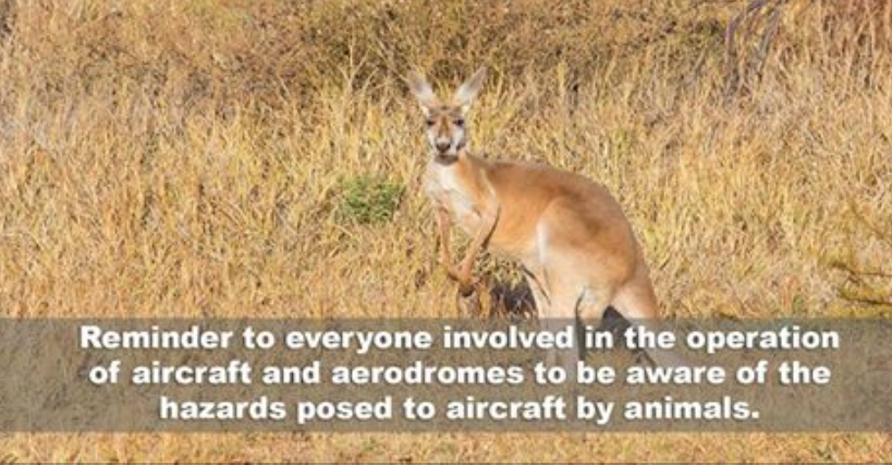 Hazards posed to aircraft by animals